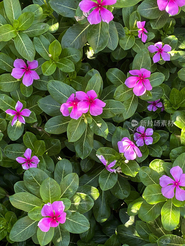 粉红色开花的Sadabahar /马达加斯加长春花植物(Catharanthus roseus)生长在花园植物边界显示，绿色叶子背景，重点在前景，高架视图